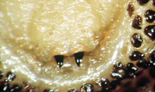 Third instar larva of the tree squirrel bot fly, Cuterebra emasculator Fitch, from one eastern gray squirrel, showing head region with mouthhooks. 