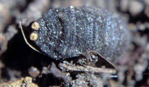 Puparium of the tree squirrel bot fly, Cuterebra emasculator Fitch, produced by a larva from an eastern gray squirrel. Note the two, light-colored, button-like anterior spiracles (at left) everted during pupariation. 