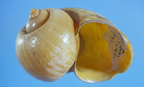 Channeled applesnail, Pomacea canaliculata (Lamarck, 1819).