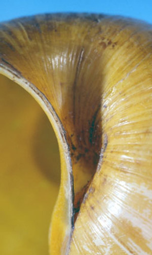 Channeled applesnail, Pomacea canaliculata (Lamarck, 1819), showing the deep grove or channel giving it its name. 