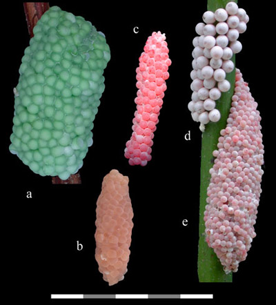 Egg masses of introduced and native Pomacea spp. in the continental U.S. a) P. haustrum, titan applesnail; b) P. diffusa, spike-topped applesnail; c) P. canaliculata, channeled applesnail; d) P. paludosa, Florida applesnail; e) P. insularum, island applesnail. Scale bar = 5 cm.