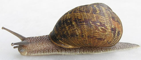 Extended adult brown garden snail, Cornu aspersum (Müller).