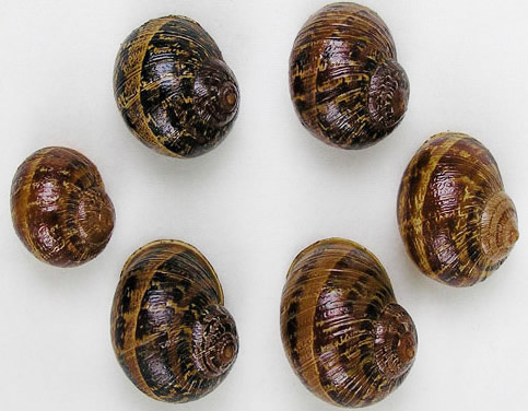 Shells of the brown garden snail, Cornu aspersum (Müller), displaying various color shades encountered. 
