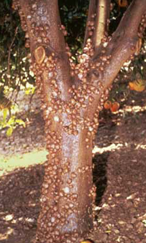 Infestation of brown garden snail, Cornu aspersum (Müller), on a citrus tree in California.
