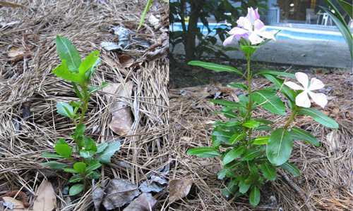 Foliar injury to a vinca plant (left) caused by Deroceras laeve slugs, and for comparison, an undamaged plant growing nearby (right). Note that in this case, although plant tissue has been consumed, holes are largely absent, making it more difficult to detect slug feeding. 