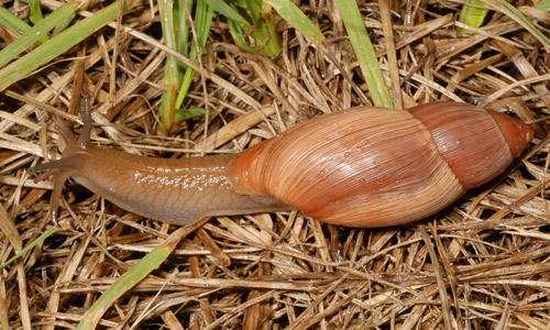 Euglandina rosea, a common predator of snails and slugs in Florida.