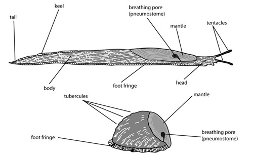 Diagram of extended (above) and contracted (below) slugs, with key morphological features labeled.