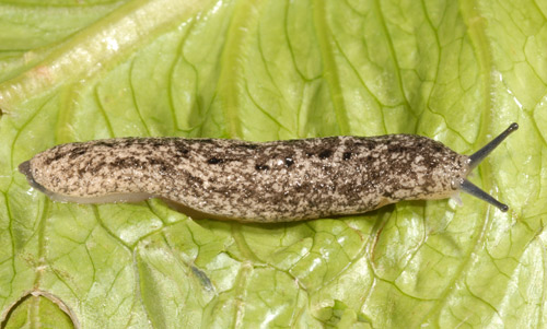 Carolina mantleslug, Philomycus carolinianus (Bocs, 1802). 