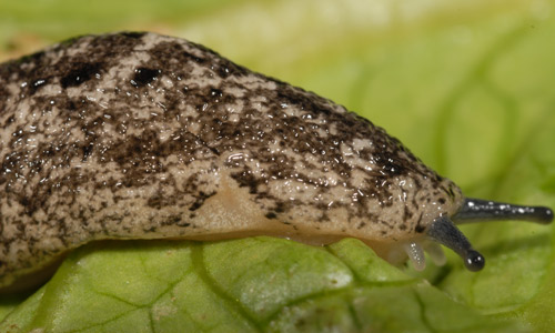 Lateral view of the anterior area of the Carolina mantleslug, Philomycus carolinianus (Bocs, 1802), with the mantle showing light pigmentation at the site (center) of the breathing pore.