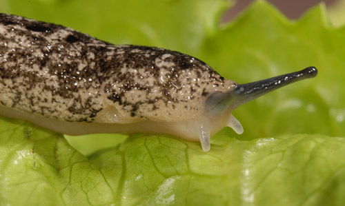 Carolina mantleslug, Philomycus carolinianus (Bocs, 1802), with the mantle showing an open breathing pore (left third of image in area of light pigmentation). 