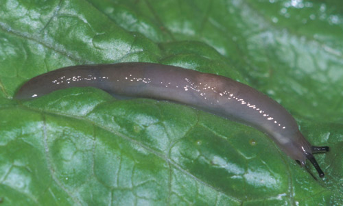 marsh slug