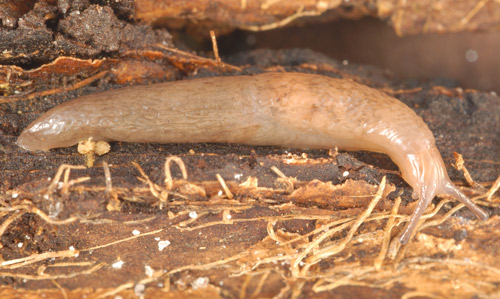 Marsh slug, Deroceras laeve (Müller, 1774), grayish morph. 