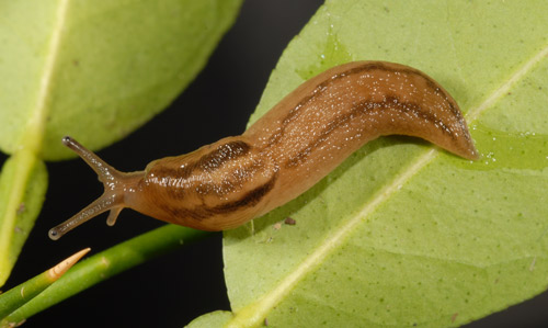 Marsh slug, Deroceras laeve (Müller, 1774), brownish morph.