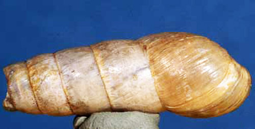 Top view of the decollate snail, Rumina decollata (Linnaeus, 1758).