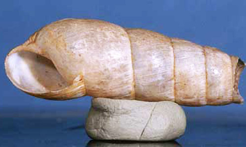 Reverse view of the decollate snail, Rumina decollata (Linnaeus, 1758). 