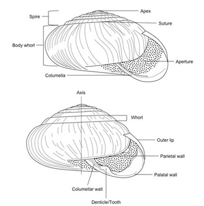 Diagram of typical snail shell showing major features. 