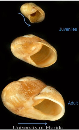 Photographs of young, intermediate, and mature Zachrysia snail shells showing change in shape as the snails mature.