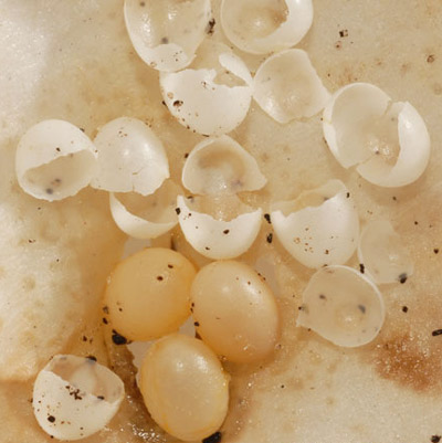 Cuban brown snail, Zachrysia provisoria (L. Pfeiffer, 1858), eggs and egg shells from which young snails have emerged. 