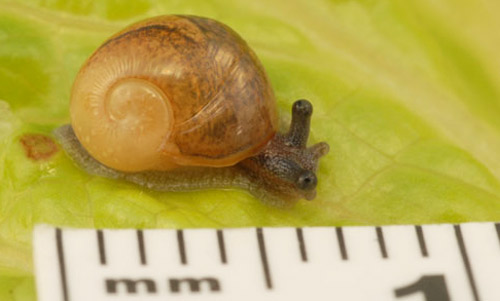 Newly hatched Cuban brown snail, Zachrysia provisoria (L. Pfeiffer, 1858).