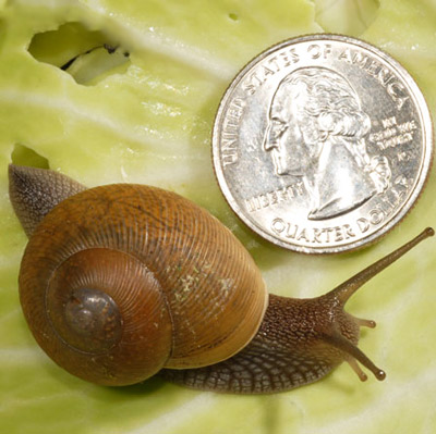 Dorsolateral view of Cuban brown snail, Zachrysia provisoria (L. Pfeiffer, 1858), with quarter shown for scale. 