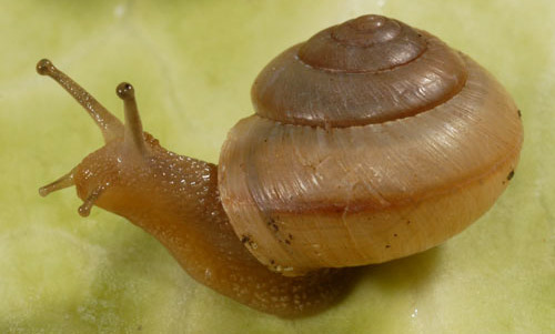 Asian tramp snail, Bradybaena similaris (Férussac, 1821). Note the brown stripe located centrally on the outer whorl; this character is usually present on these snails.