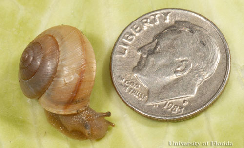Asian tramp snail, Bradybaena similaris (Férussac, 1821), with dime shown for scale. Note that it is much smaller than Zachrysia sp.