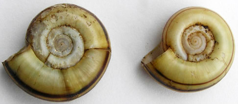 The giant ramshorn snail, Marisa cornuarietis (Linnaeus, 1758). 