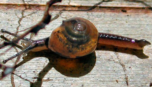 The jumping snail, Ovachlamys fulgens (Gude, 1900). 