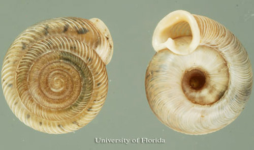 Southern flatcoil, Polygyra cereolus (Mühlfeld, 1818), dorsal (left) and ventral (right) surfaces.