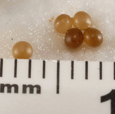 Eggs of the perforate dome, Ventridens demissus (A. Binney, 1843). 