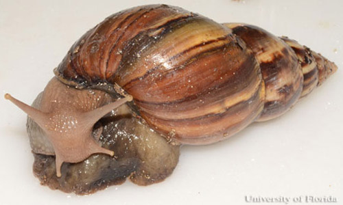 Mature giant African land snail, Achatina (or Lissachatina) fulica Férussac, 1821), lateral view.