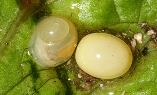 Egg (right) and newly hatched snail (left) of the giant African land snail, Achatina (or Lissachatina) fulica Férussac, 1821). 