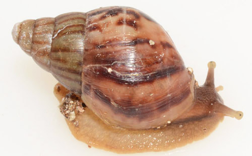 Young giant African land snail, Achatina ((or Lissachatina) fulica Férussac, 1821).