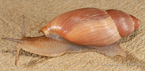 The rosy wolf snail, Euglandina rosea (Férussac, 1821), lateral view.