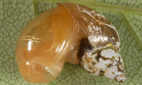 A young rosy wolf snail, Euglandina rosea (Férussac, 1821), feeding on another snail.
