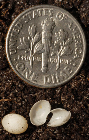 Eggs of the rosy wolf snail, Euglandina rosea (Férussac, 1821), with dime shown for scale.