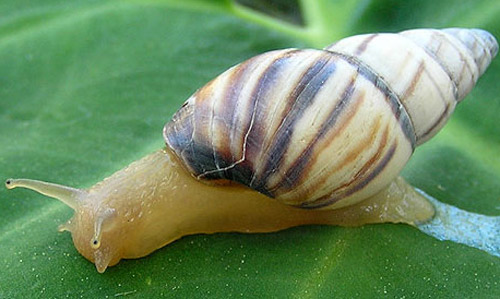 The lined forest snail, Drymaeus multilineatus (Say, 1825). 