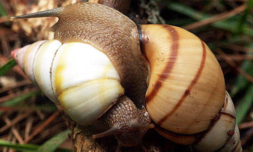The color patterns of the Florida tree snail, Liguus fasciatus (Müller), are extremely variable. 