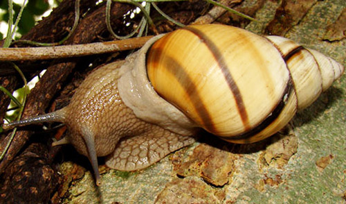 The banded tree snail, Orthalicus floridensis Pilsbry 1891, is the largest Florida tree snail. 