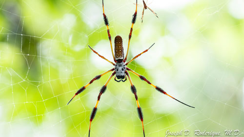 Male and female golden silk spider, Nephila clavipes (Linnaeus). Smaller male is in the background. 