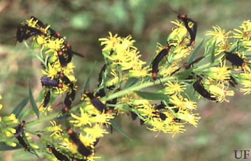 Swarm of lovebugs, Plecia nearctica Hardy, on flowers. 