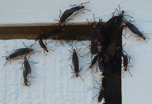 Adult lovebugs, Plecia nearctica Hardy, swarm on a building. 