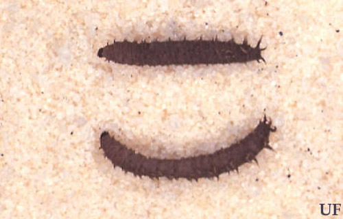 Larvae of the lovebug, Plecia nearctica Hardy. 