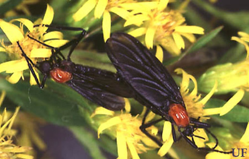 Mating pair of lovebugs, Plecia nearctica Hardy. Female on right. Color black with red dorsal portion of thorax. Length of mating is pair 13 to 15 mm. 