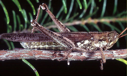 Adult male rosemary grasshopper, Schistocerca ceratiola Hubbell and Walker.