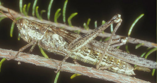 Adult female rosemary grasshopper, Schistocerca ceratiola Hubbell and Walker. 
