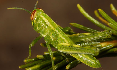 Second instar nymph of the rosemary grasshopper, Schistocerca ceratiola Hubbell and Walker. 