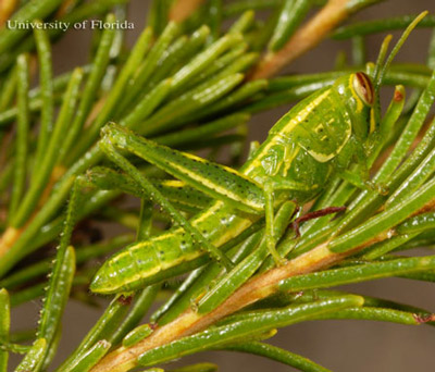 Third instar nymph of the rosemary grasshopper, Schistocerca ceratiola Hubbell and Walker.