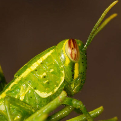 Close up of a third instar nymph of the rosemary grasshopper, Schistocerca ceratiola Hubbell and Walker. 