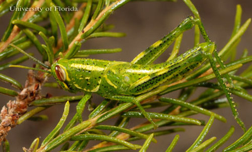 Fourth instar nymph of the rosemary grasshopper, Schistocerca ceratiola Hubbell and Walker.
